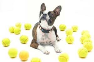 beste tennisbal voor je hond